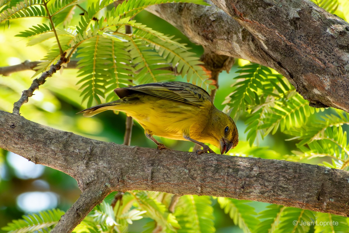 Saffron Finch - ML646975954