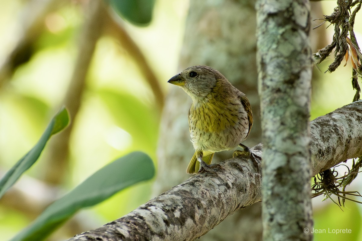 Saffron Finch - ML646975955