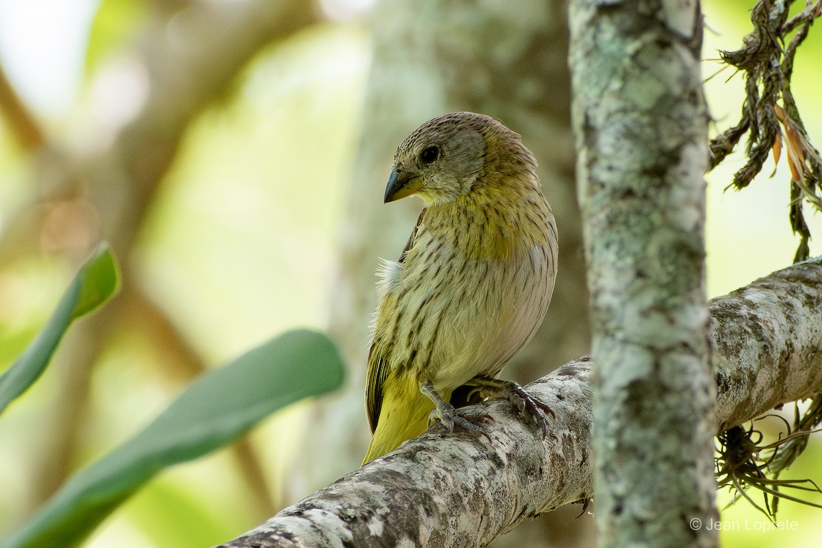 Saffron Finch - ML646975956