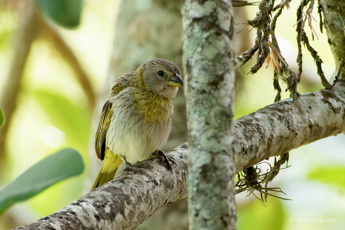 Saffron Finch - ML646975957