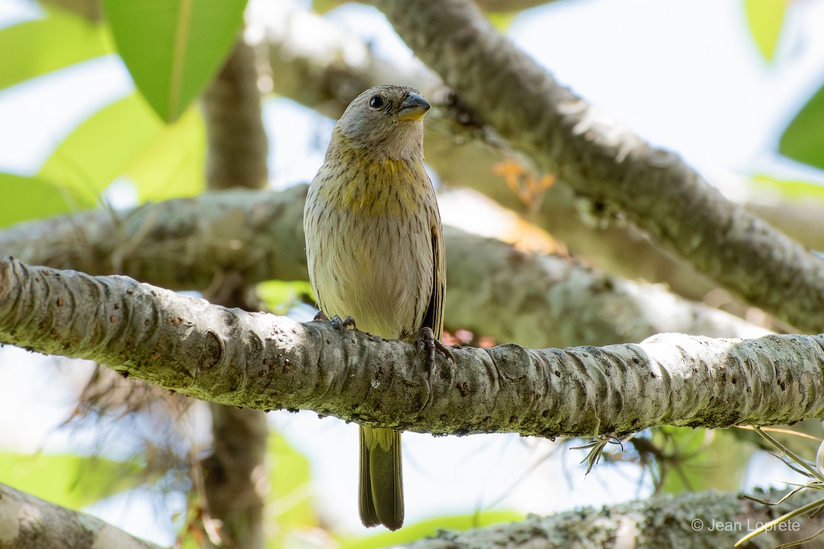 Saffron Finch - ML646975958