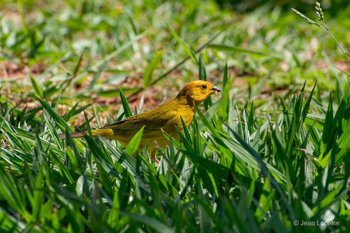 Saffron Finch - ML646975959