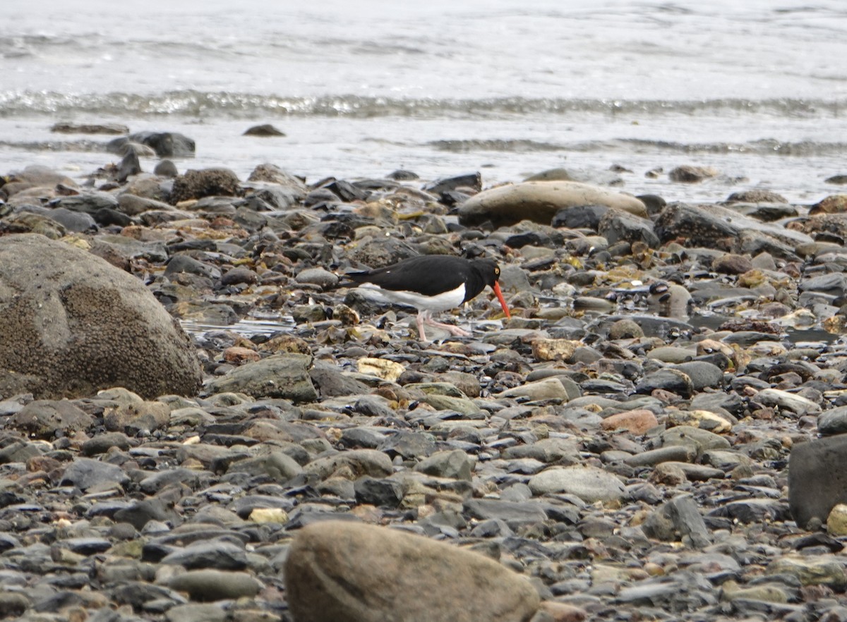 Magellanic Oystercatcher - ML646975960