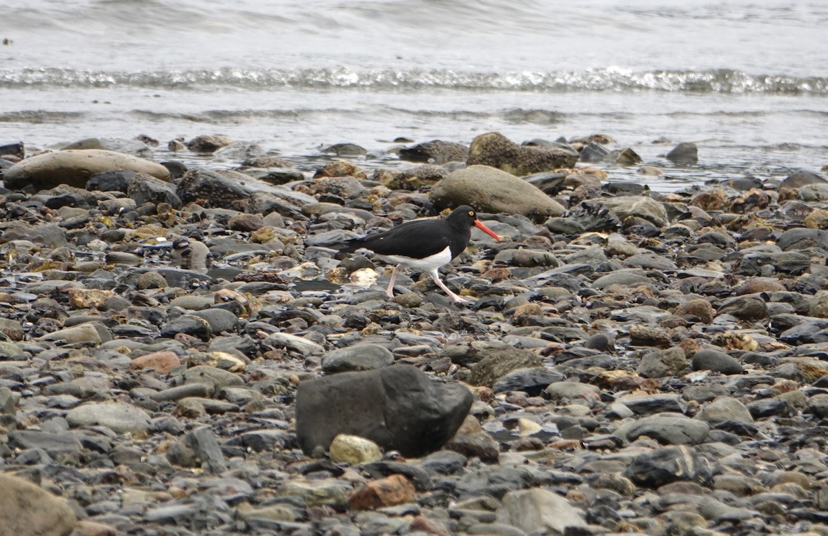 Magellanic Oystercatcher - ML646975962
