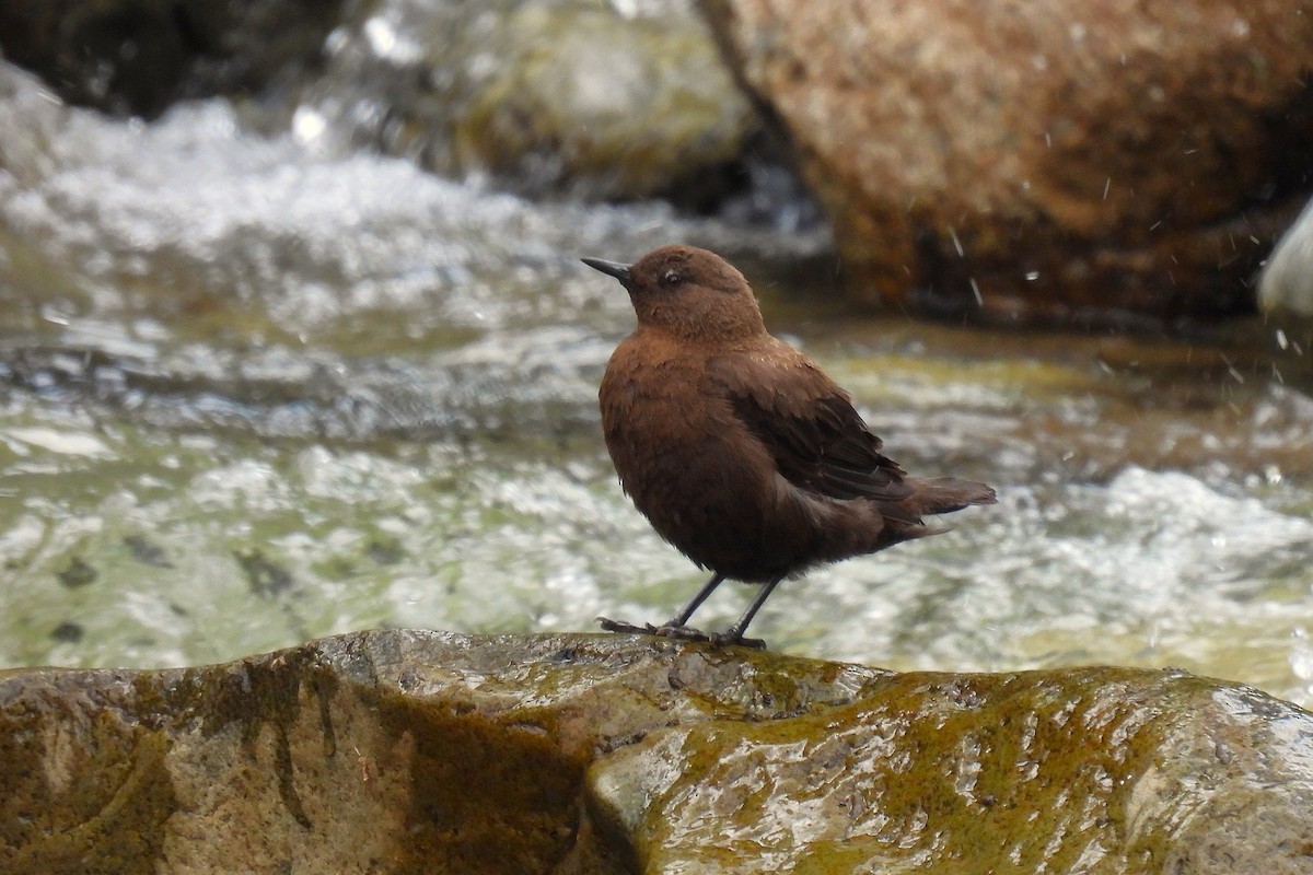 カワガラス - ML646975970