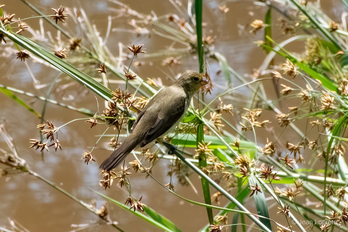 Lined Seedeater - ML646975973