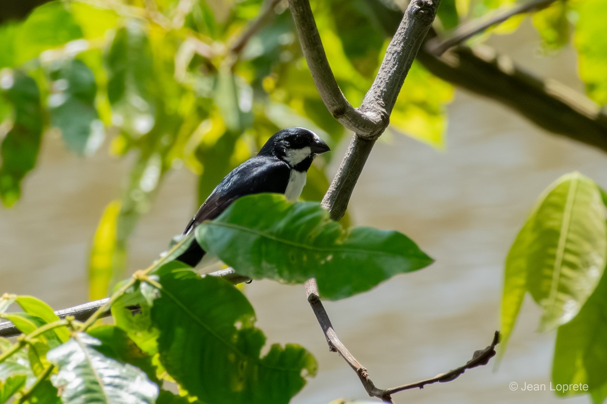 Lined Seedeater - ML646975974