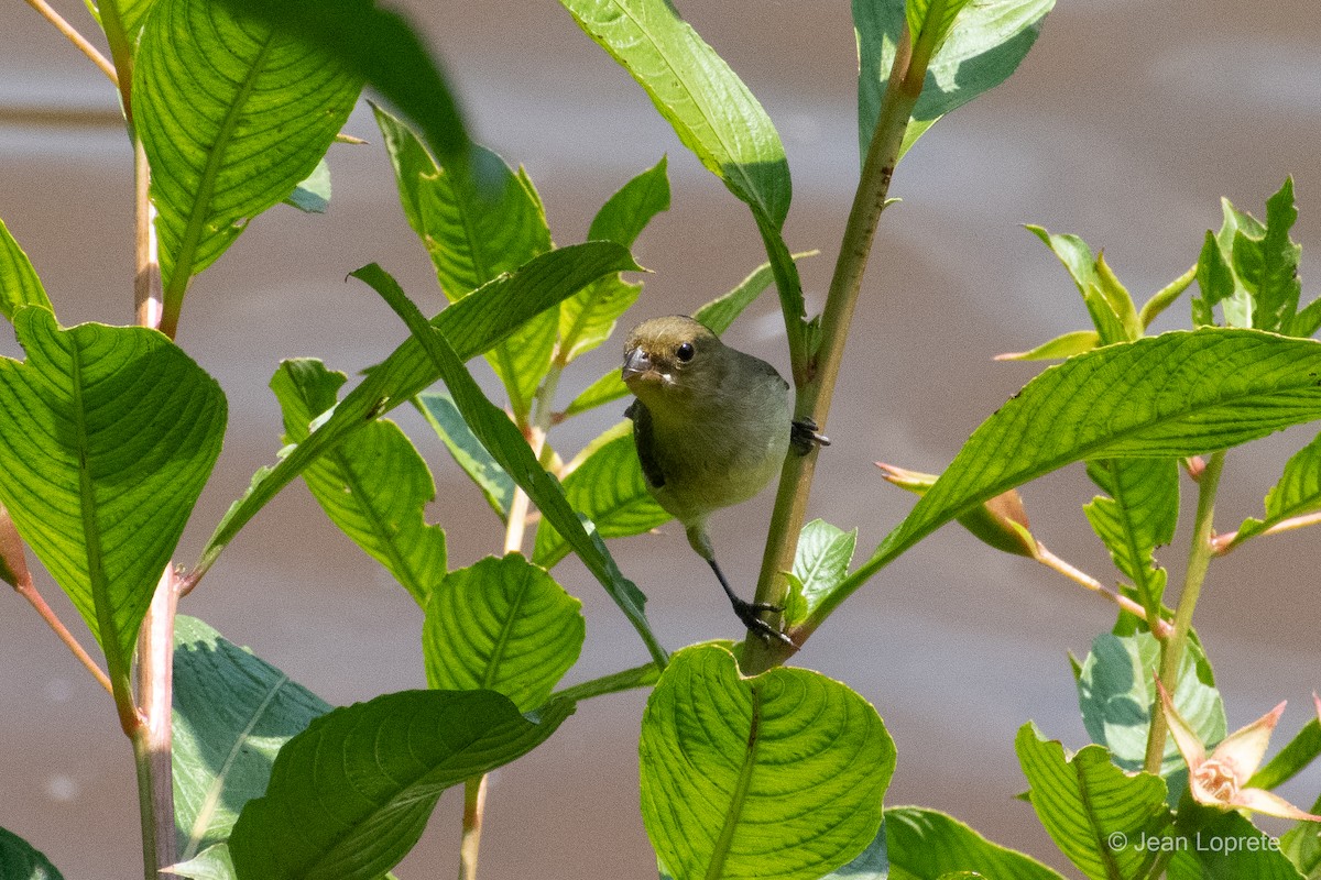 Lined Seedeater - ML646975975