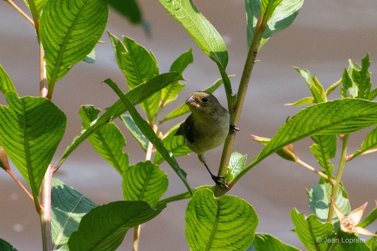 Lined Seedeater - ML646975976
