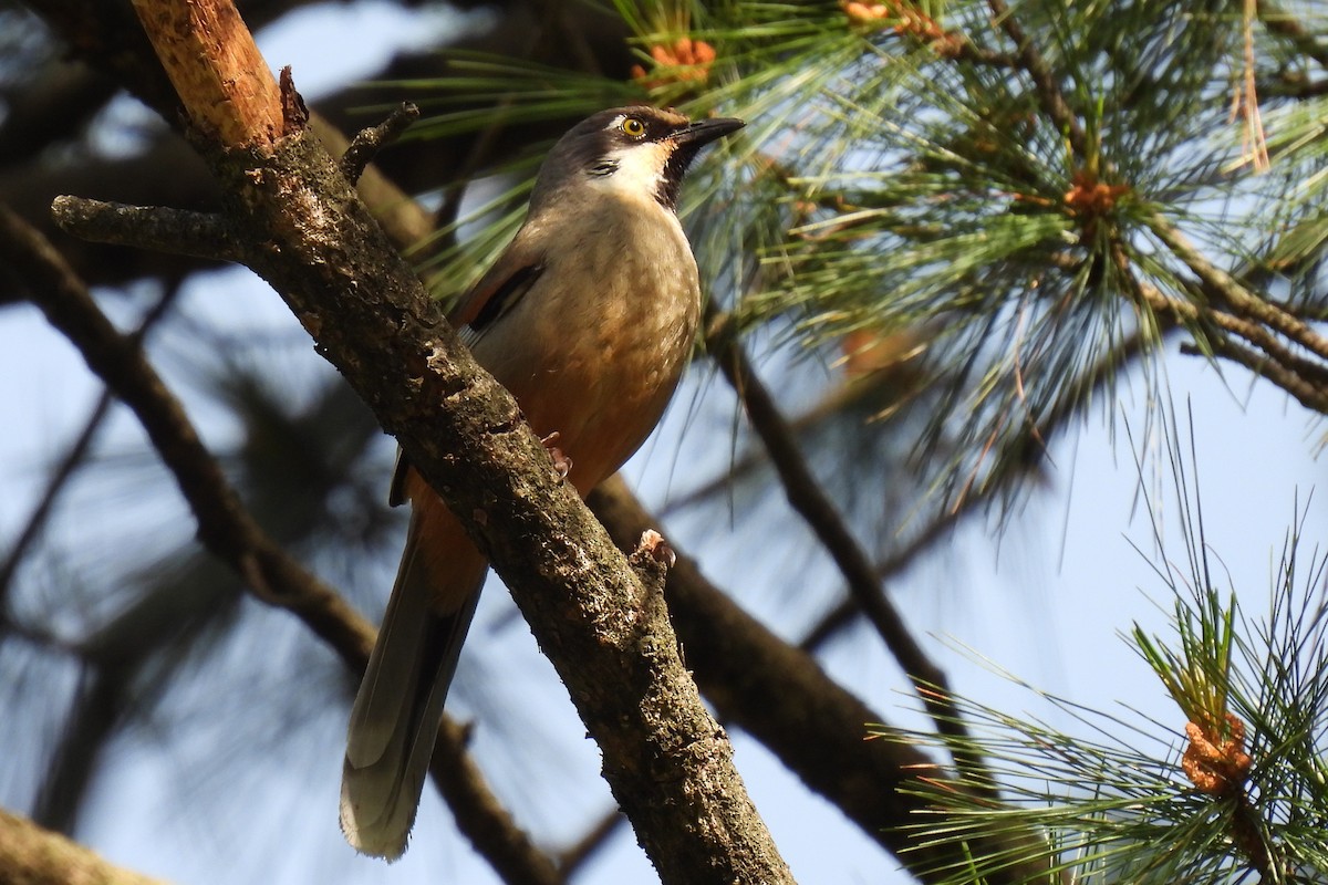 ヒマラヤガビチョウ - ML646975977