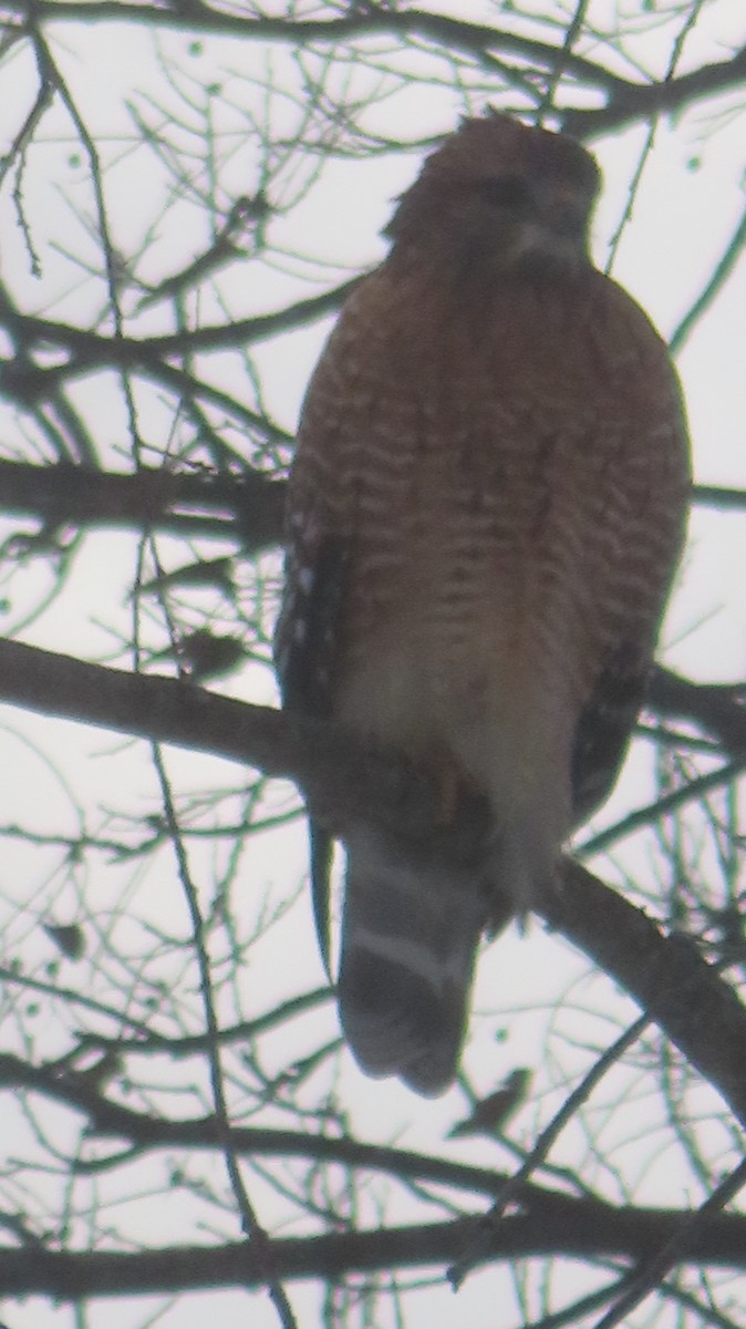 Красноплечий канюк - ML646975979