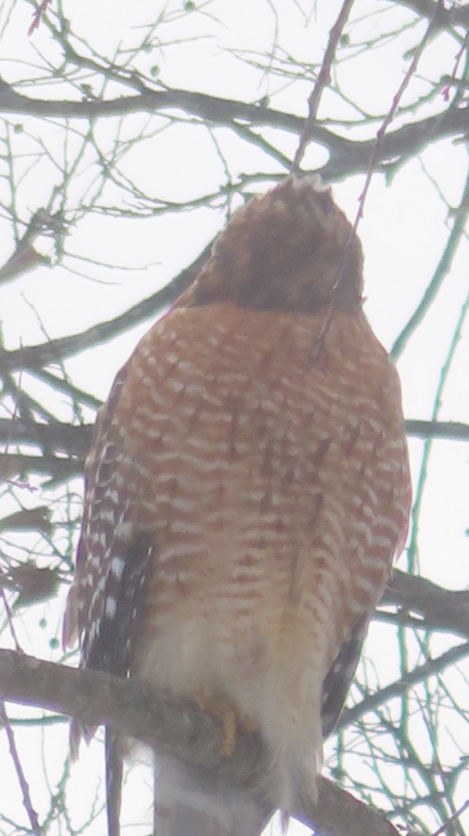 Красноплечий канюк - ML646975981