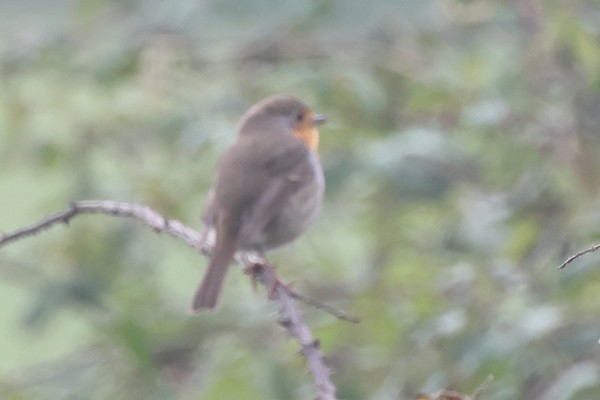 Txantxangorria - ML646975985