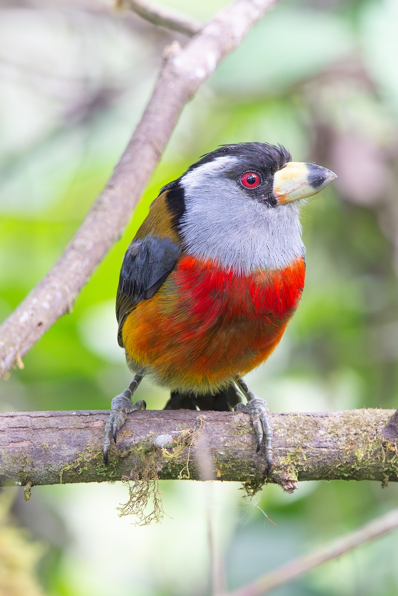 Toucan Barbet - ML646975986