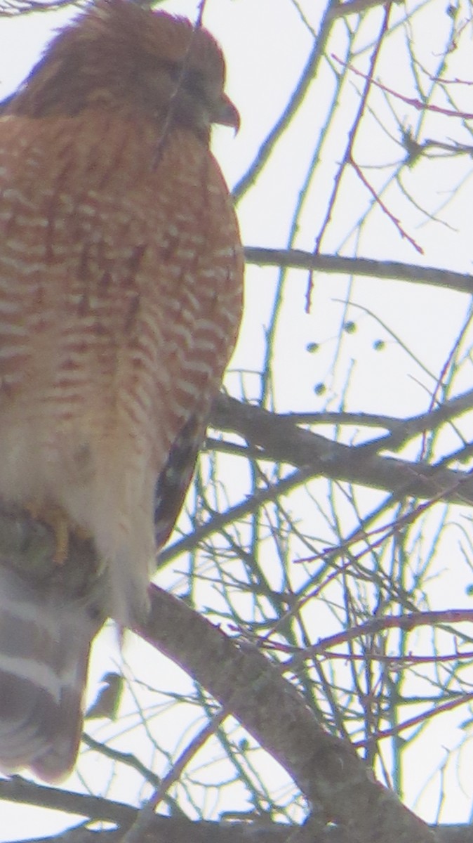 Красноплечий канюк - ML646975987