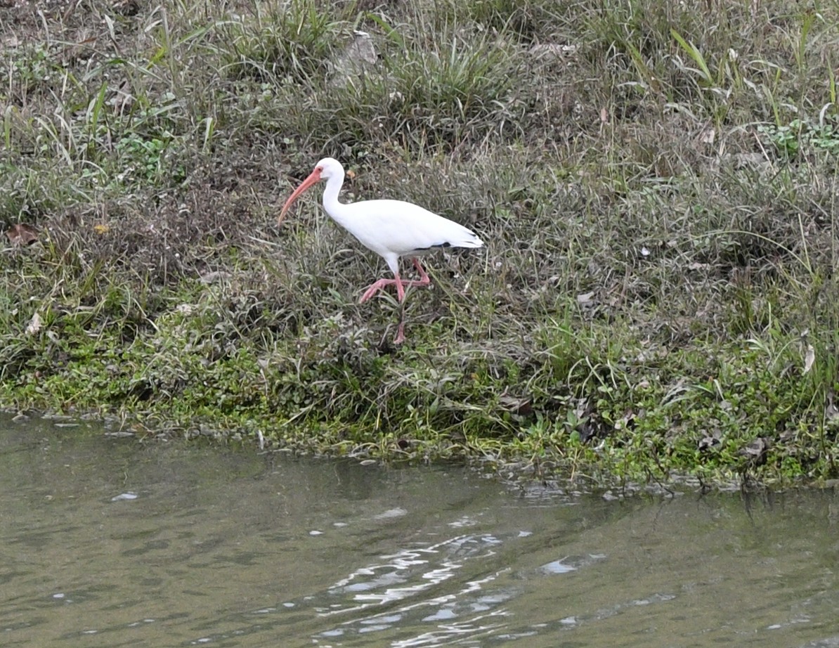 White Ibis - ML646975988