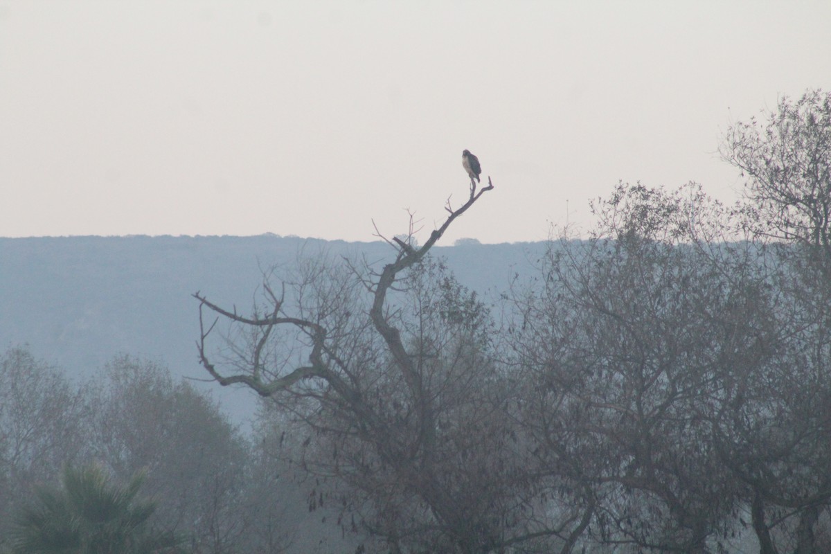Red-tailed Hawk - ML646975989