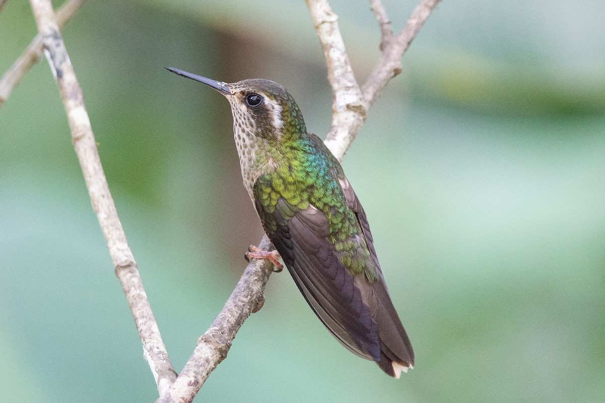 Speckled Hummingbird - ML646975991
