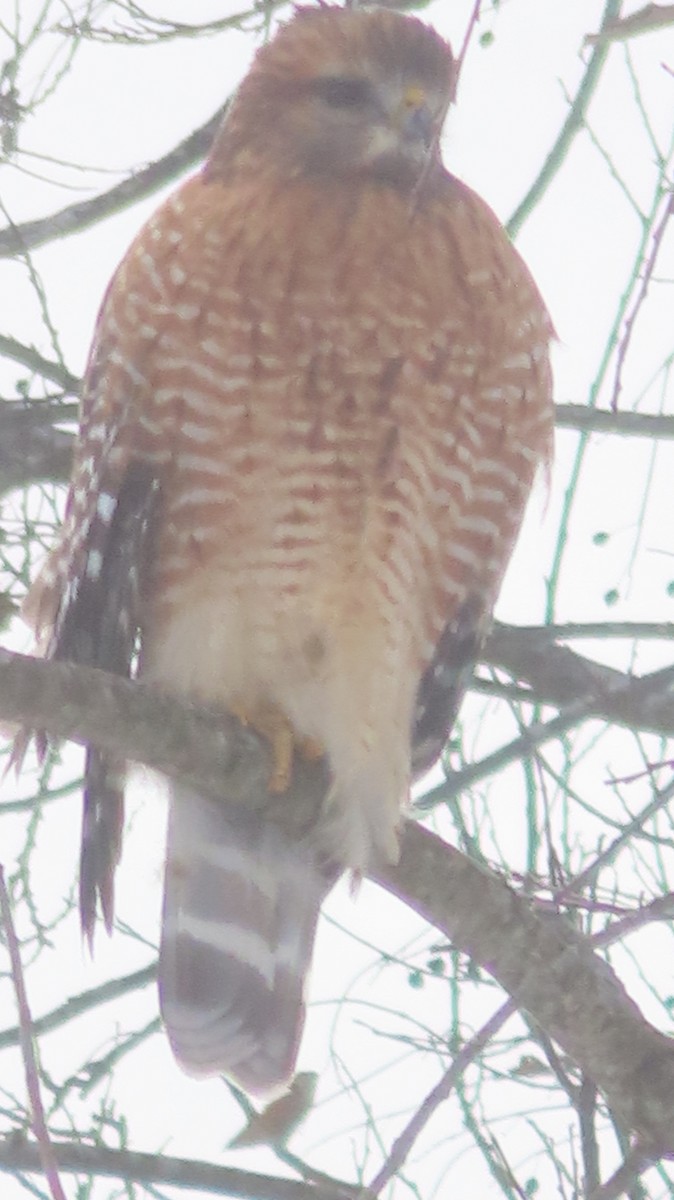 Красноплечий канюк - ML646975992