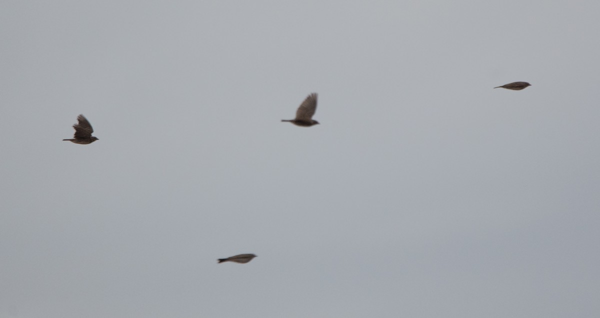 Mediterranean Short-toed Lark - ML646975993