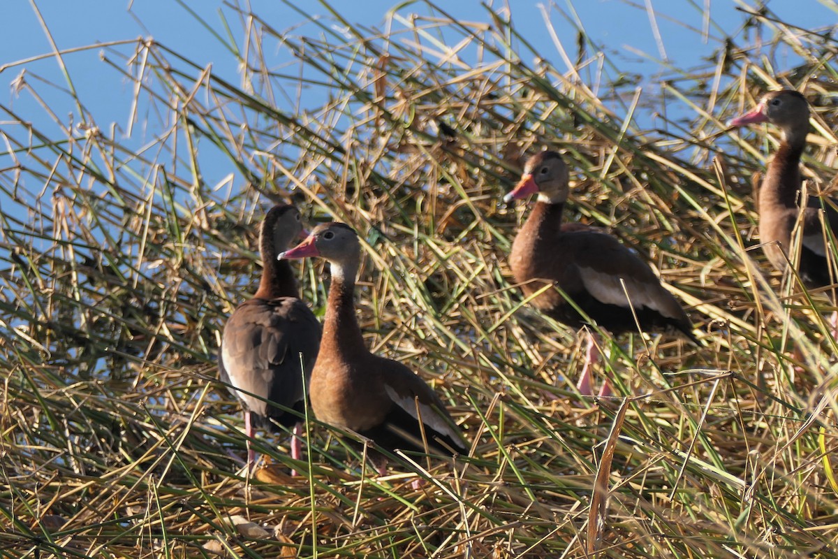 Black-bellied Whistling-Duck - ML646975994