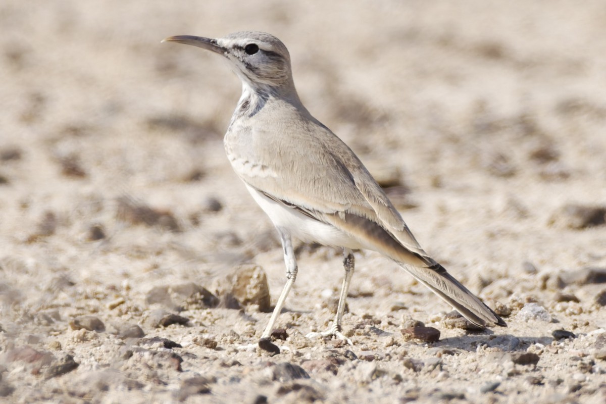 Greater Hoopoe-Lark - ML646975996