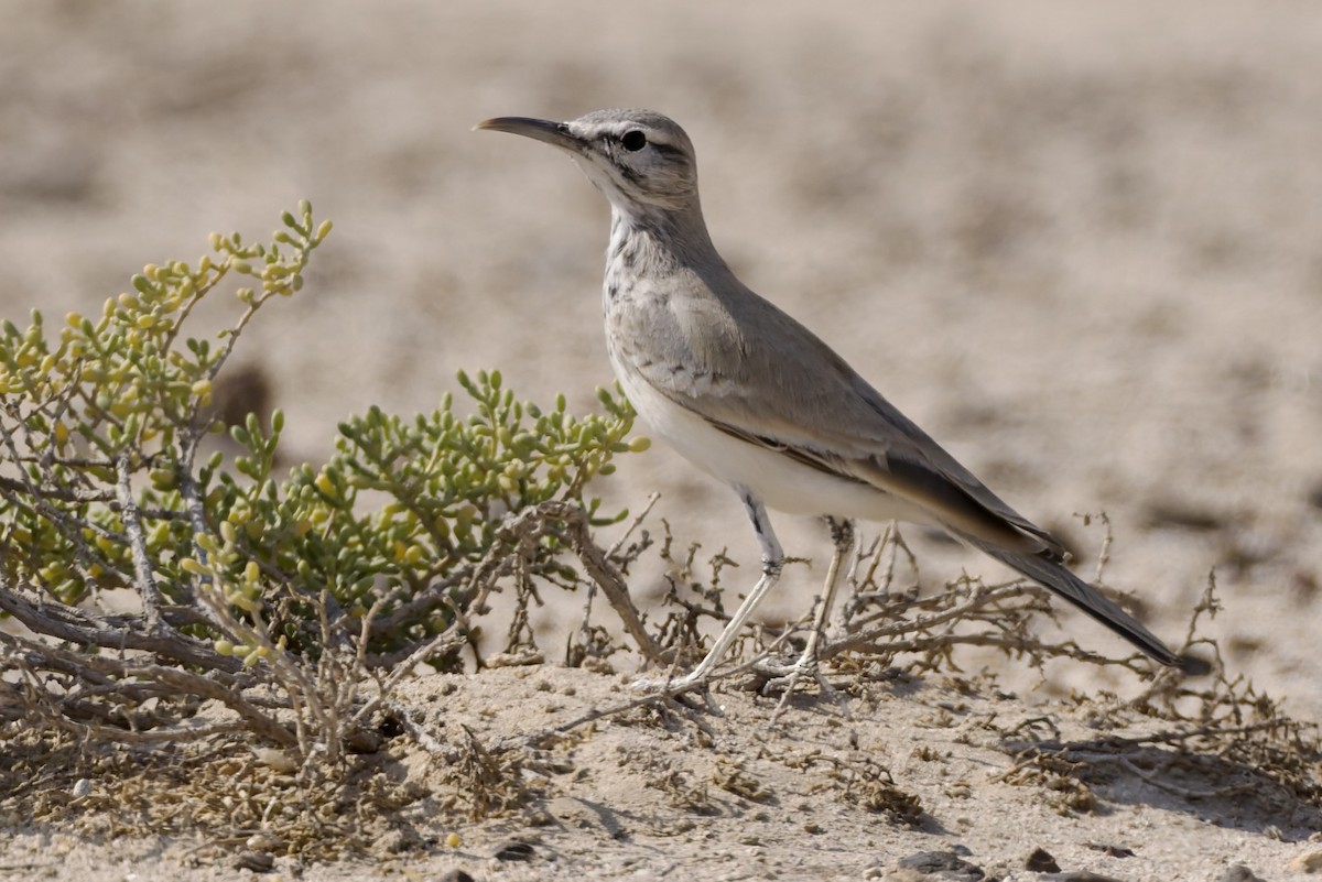 Greater Hoopoe-Lark - ML646975997