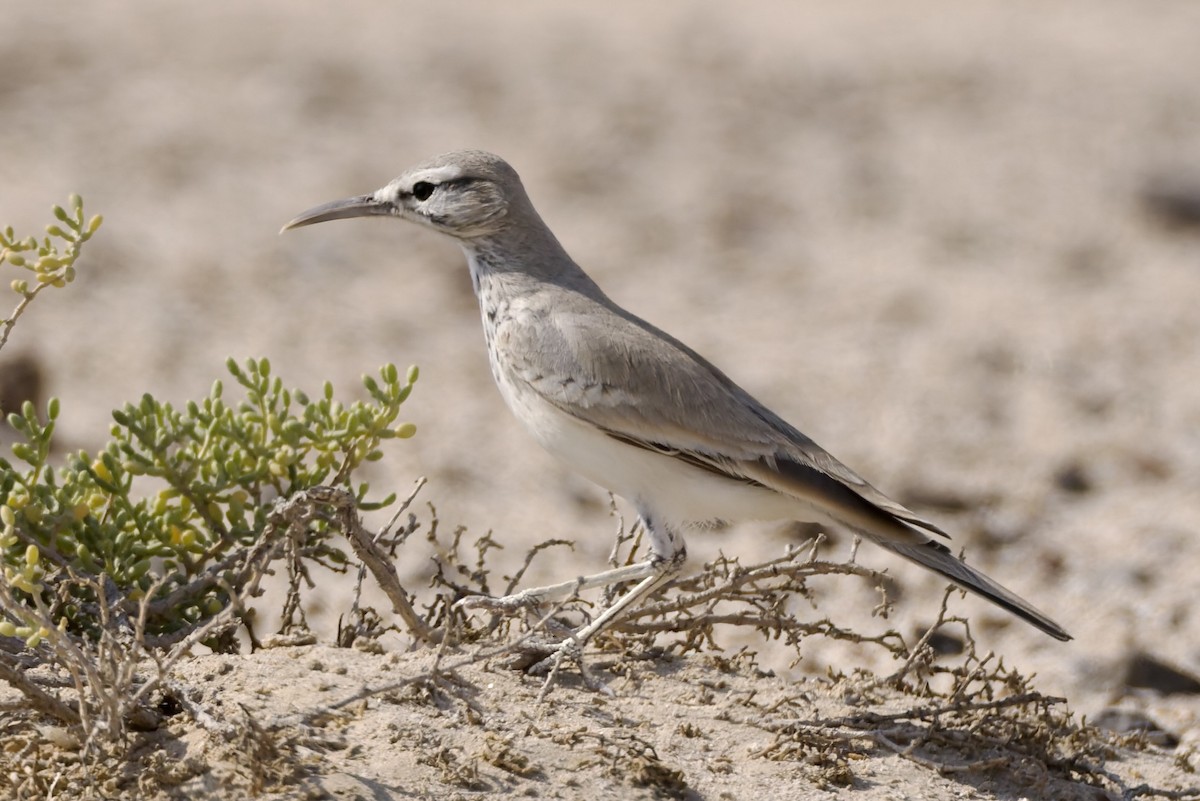 Greater Hoopoe-Lark - ML646975998