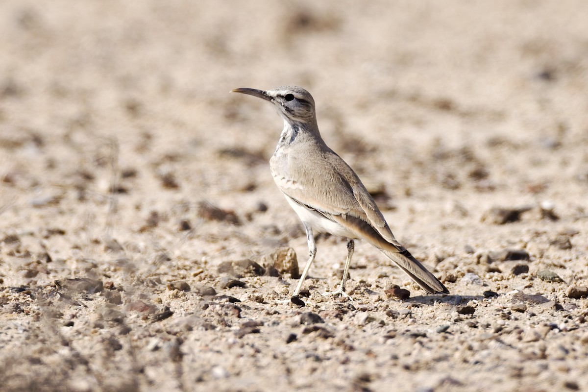 Greater Hoopoe-Lark - ML646975999