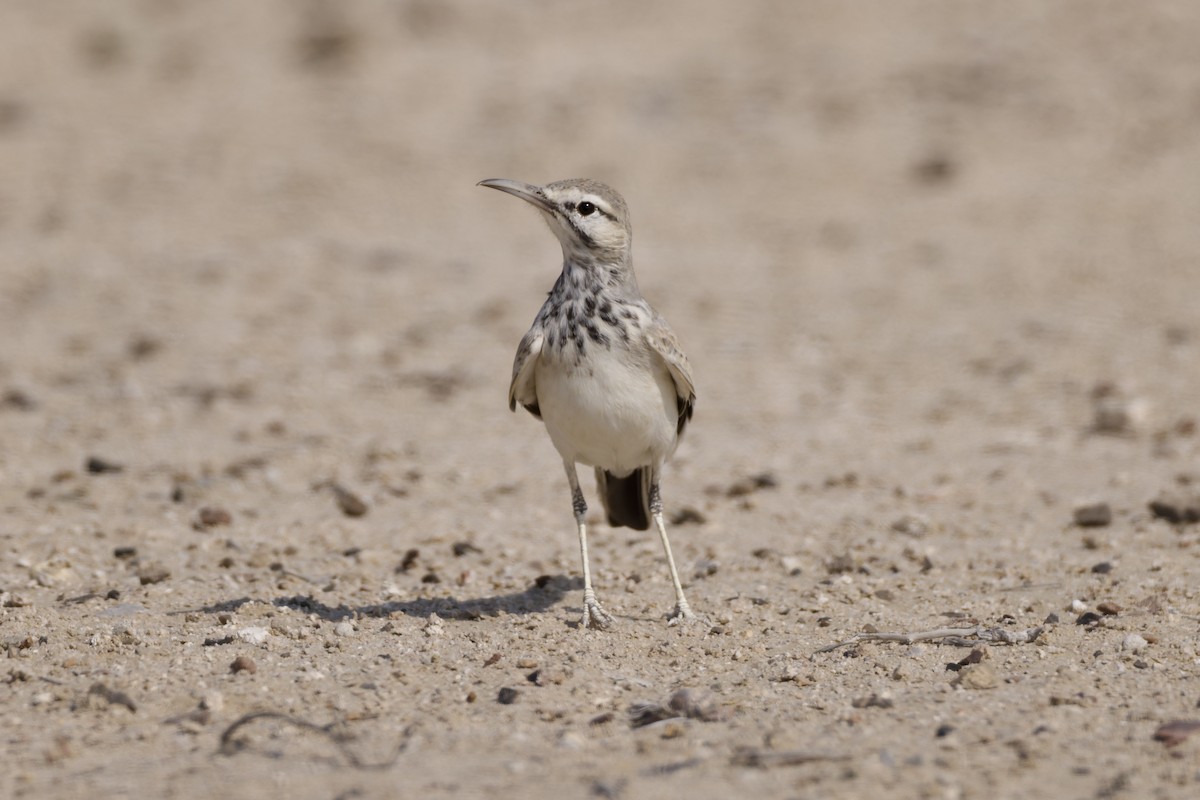 Greater Hoopoe-Lark - ML646976000