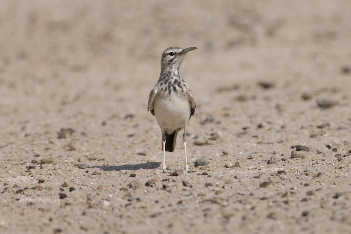 Greater Hoopoe-Lark - ML646976001