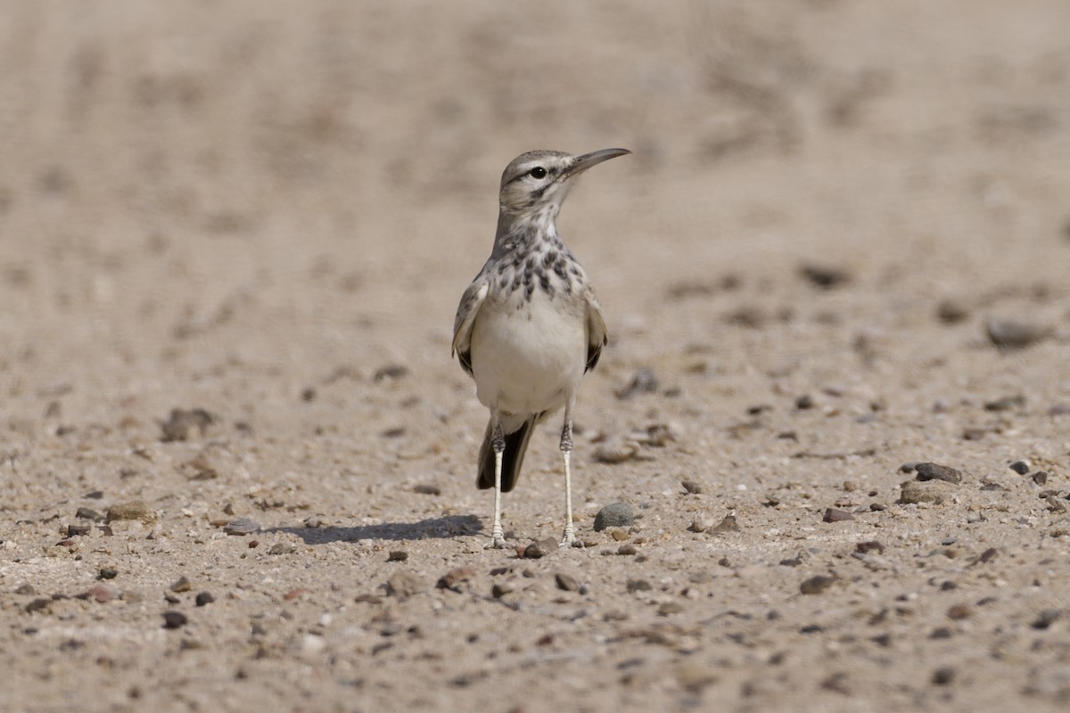 Greater Hoopoe-Lark - ML646976002