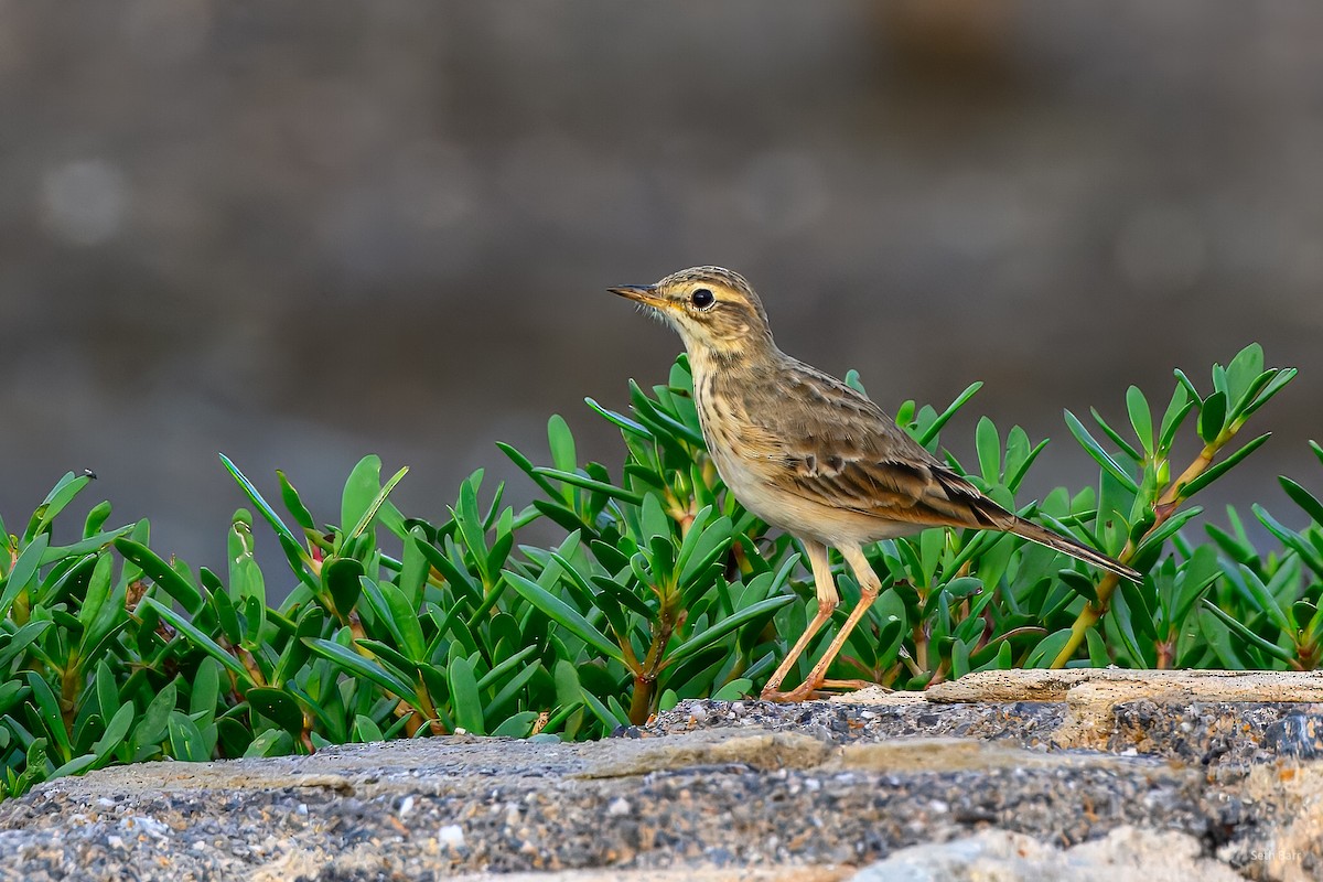 Bisbita de Richard - ML646976003