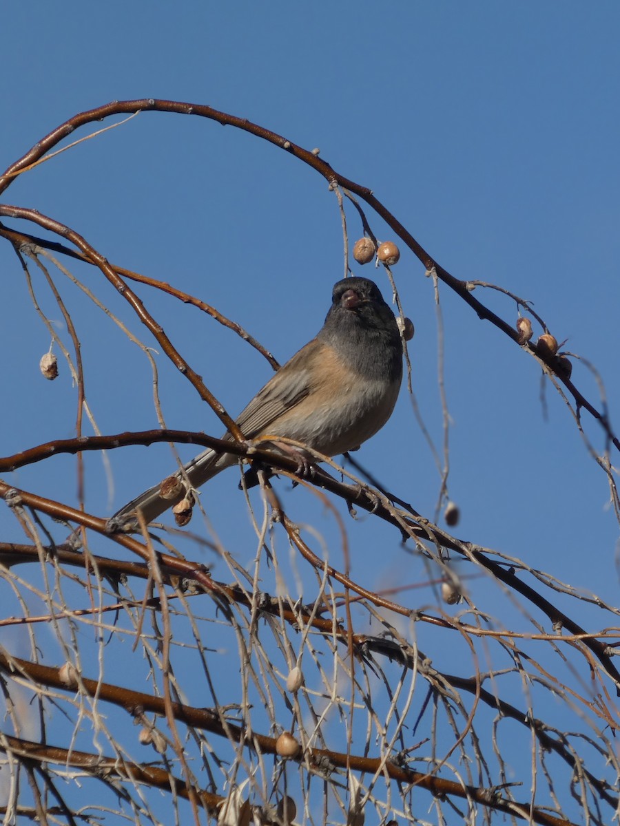 Dark-eyed Junco (Oregon) - ML646976007
