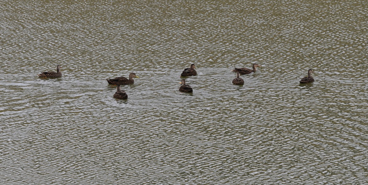 Mottled Duck - ML646976008