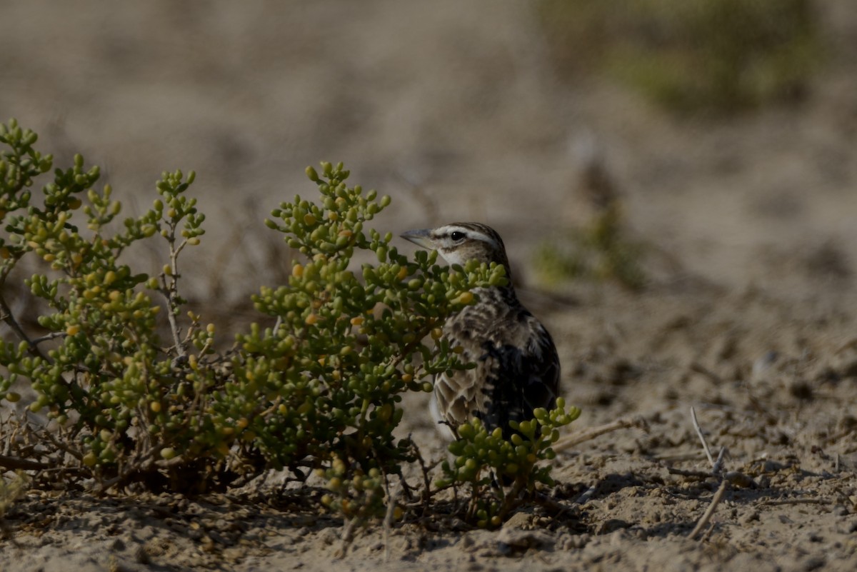 Bimaculated Lark - ML646976009