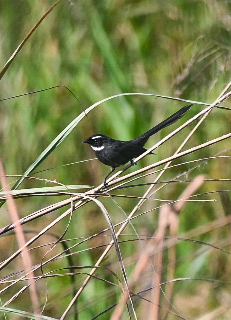 White-throated Fantail - ML646976011