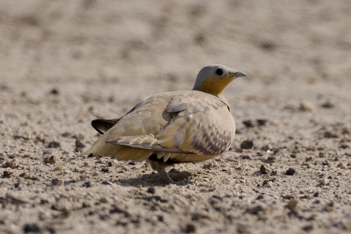 Spotted Sandgrouse - ML646976012