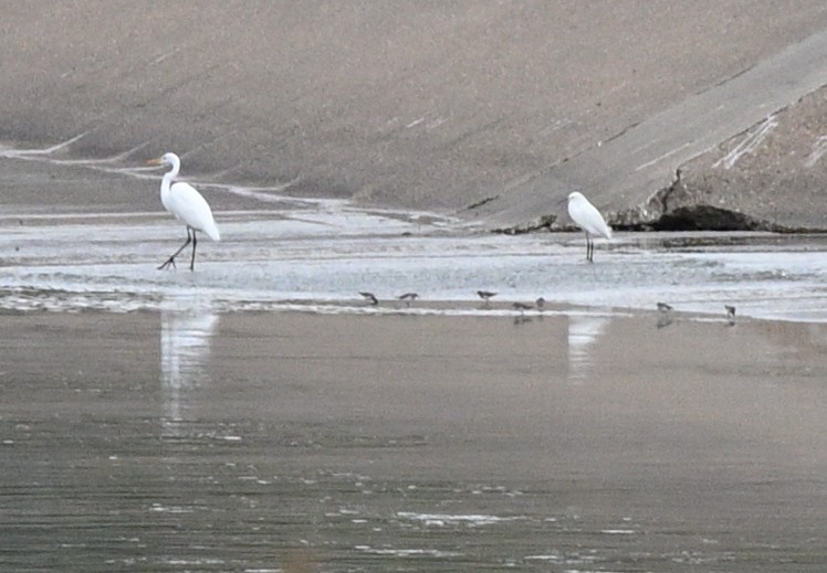 Least Sandpiper - ML646976013