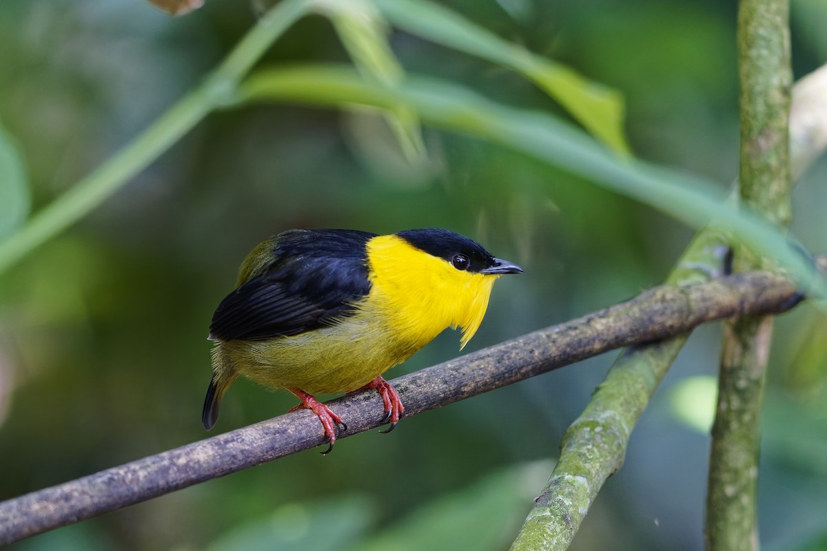 Golden-collared Manakin - ML646976014
