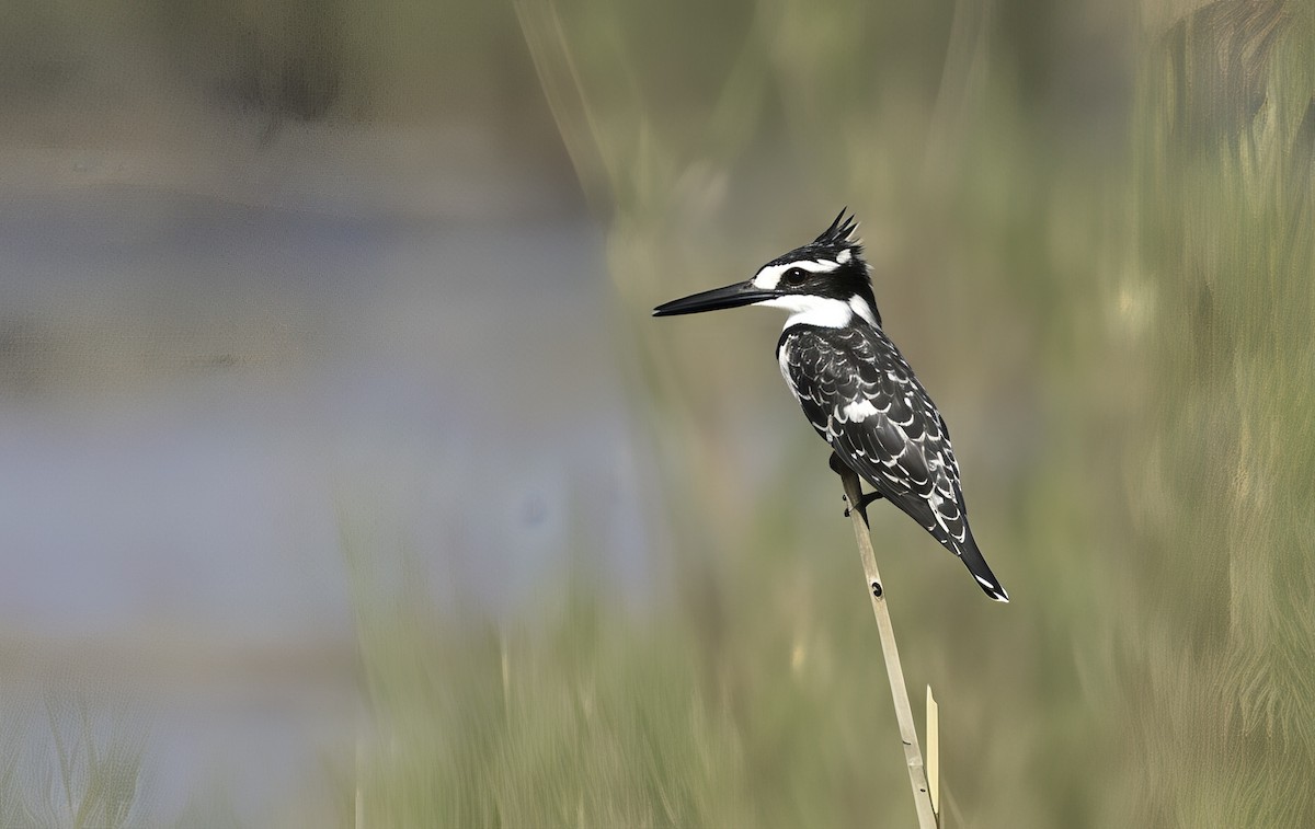 Pied Kingfisher - ML646976015