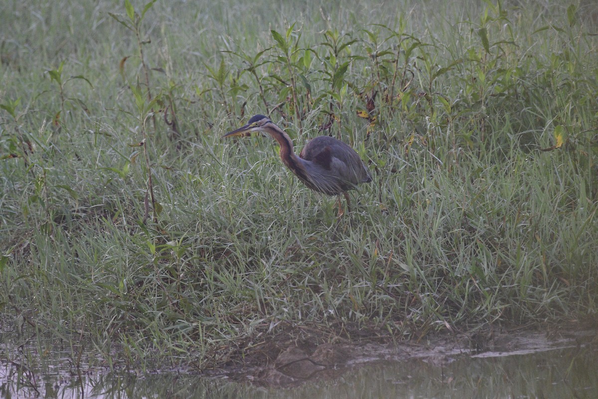 Purple Heron - ML646976016