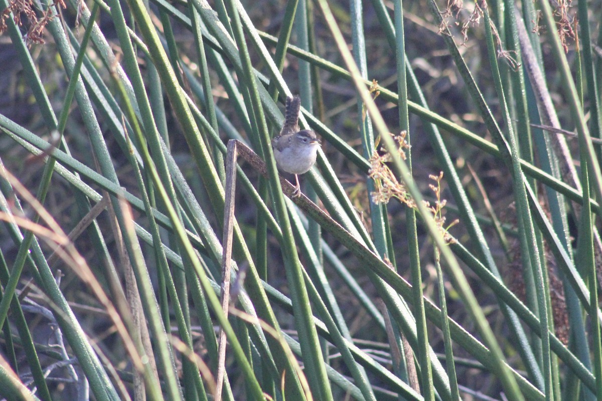 Marsh Wren - ML646976017