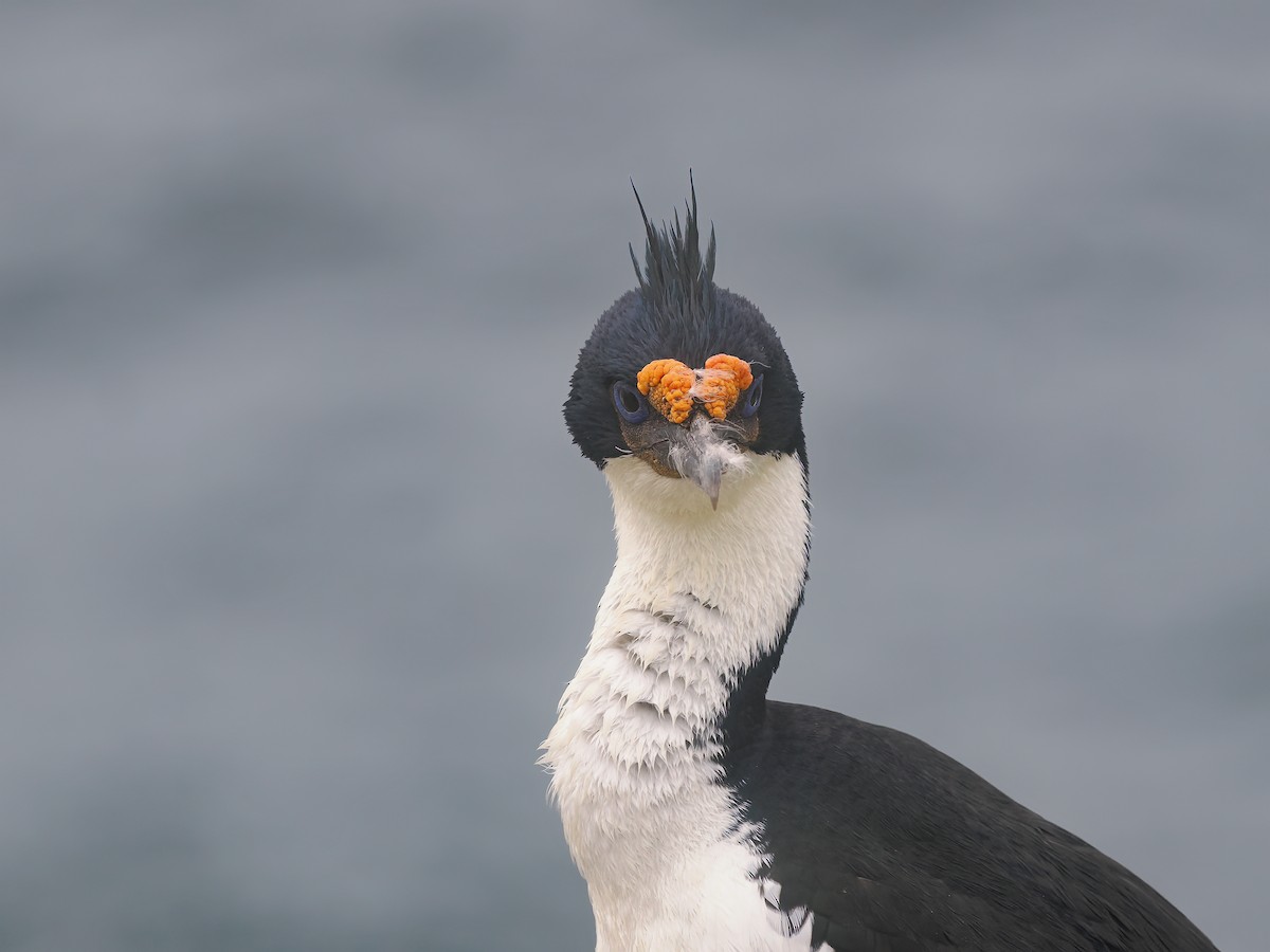 Imperial Cormorant - ML646976018