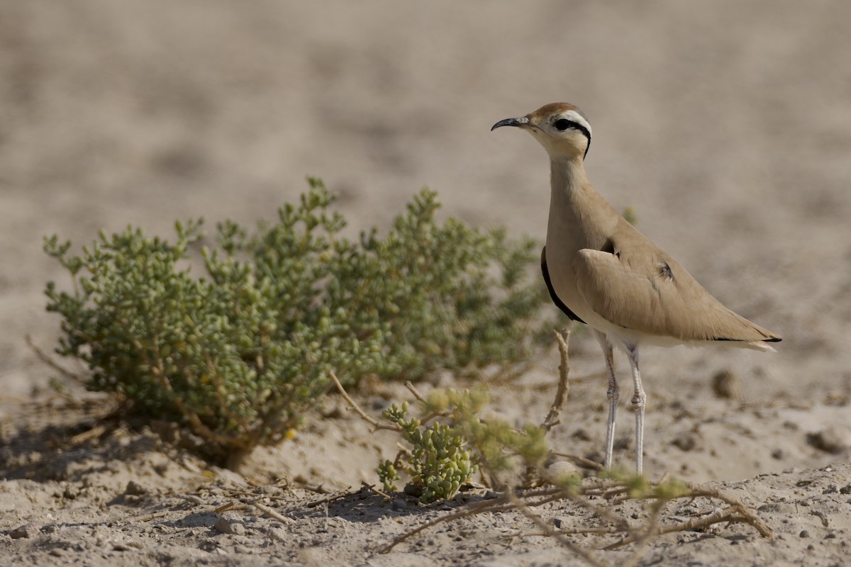 Cream-colored Courser - ML646976019