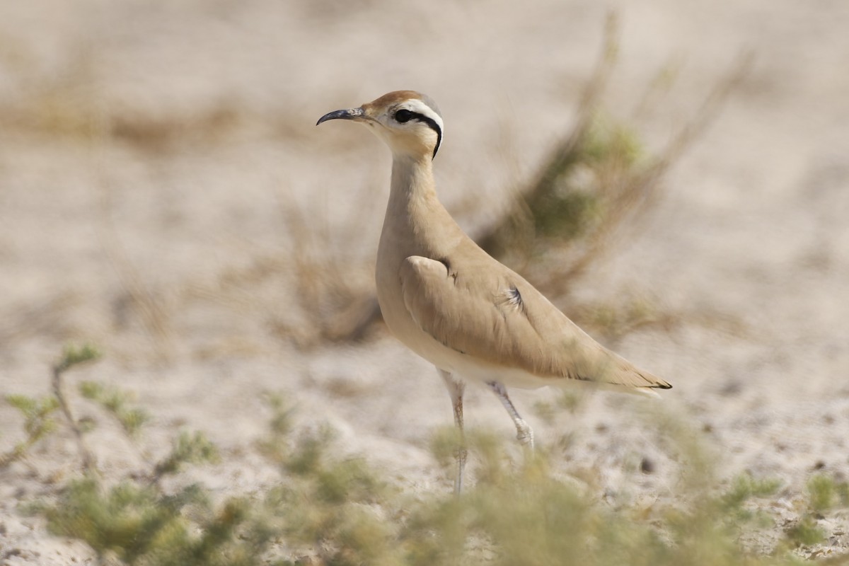 Cream-colored Courser - ML646976020