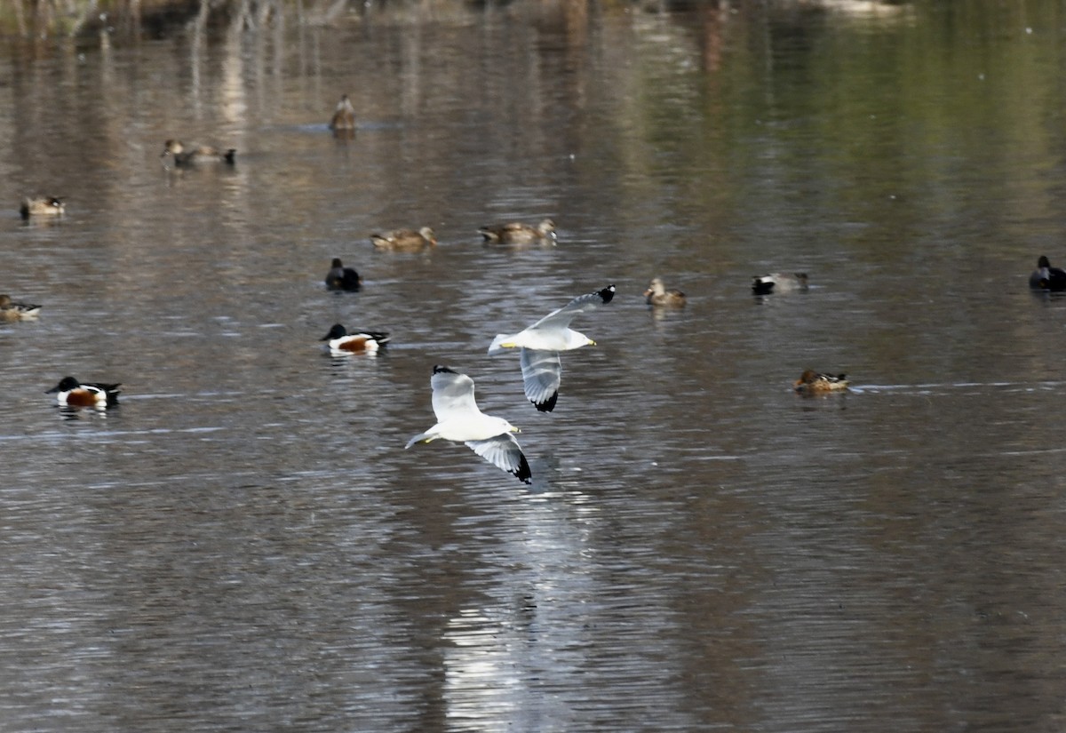 Ring-billed Gull - ML646976021