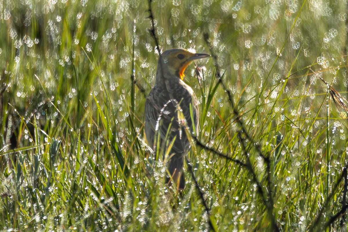 Orange-throated Longclaw - ML646976022