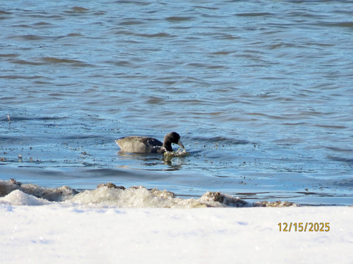 American Coot - ML646976023