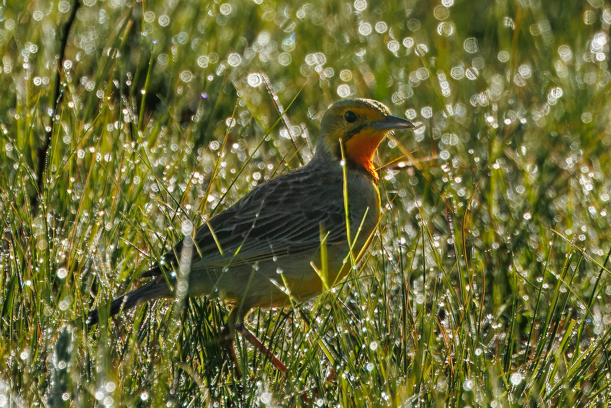 Orange-throated Longclaw - ML646976024